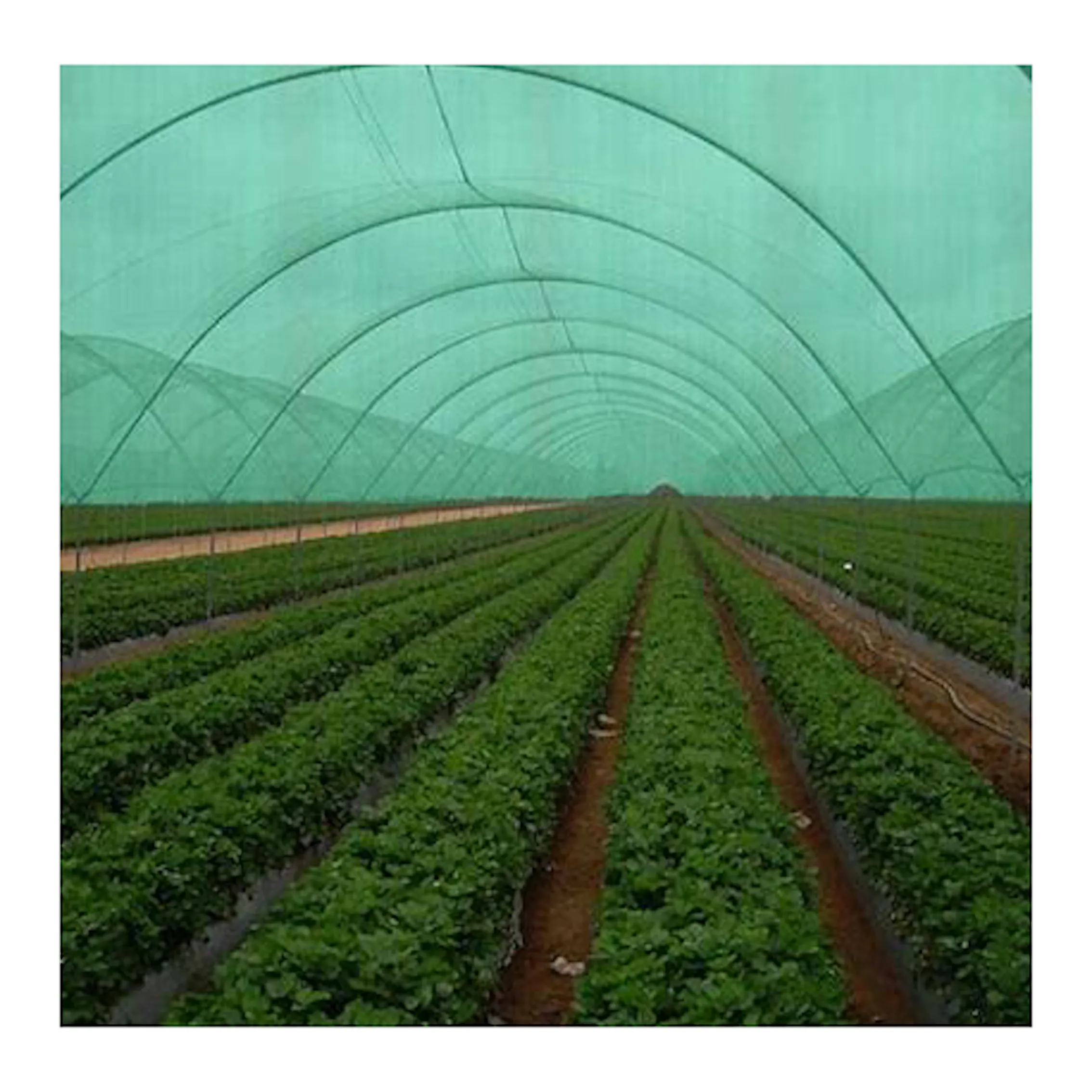 40-100gsm greenhouse anti insect net greenhouse shade mesh net shed net for greenhouse