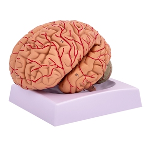 Modèle de cerveau humain Tianlian TL-JX020, squelette en PVC en 8 parties, taille réelle, fonction du cerveau, anatomie, enseignement médical, <span class=keywords><strong>neurosciences</strong></span> - Product Image 2
