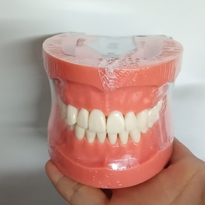 Modelo de Preparación Dental Desmontable Heidefee, 32 Dientes con Piezas Reemplazables, Modelo de Práctica para Entrenamiento Dental - Product Image 2