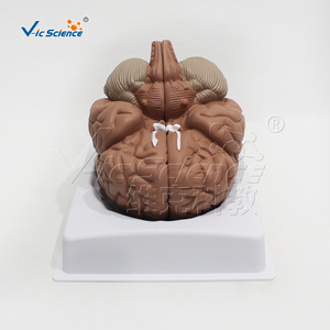 Modèle d'anatomie du cerveau ; Modèle d'anatomie de la structure neuronale du cerveau (2-4 parties) ; Modèle pédagogique médical - Product Image 1