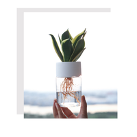 Pot de fleurs hydroponique paresseux à absorption automatique d'eau, pot transparent à double couche en plastique, auto-arrosant, pour bureau