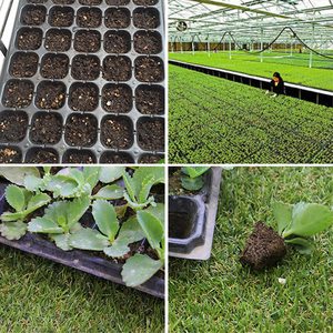 Bandeja <span class=keywords><strong>de</strong></span> germinación para semillas, germinación <span class=keywords><strong>de</strong></span> semillas <span class=keywords><strong>de</strong></span> plástico para plantas y tomates agrícolas, 40 celdas - Product Image 6