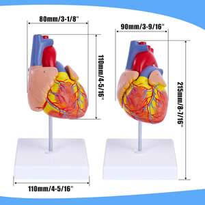 Modelo Anatómico del Corazón Humano, para Enseñanza Médica, con Soporte, Certificación CE/ISO - Product Image 3