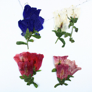 Fleurs de clochettes séchées naturelles pressées pour la fabrication de bijoux DIY, accessoires d'artisanat en résine époxy, spécimen de plante véritable - Product Image 4