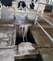 Auto Scraper Electric Cow Manure Scraper Combi Scraper System for Cattle Farm and Manure Scraper Machine for Dairy Cow Farm