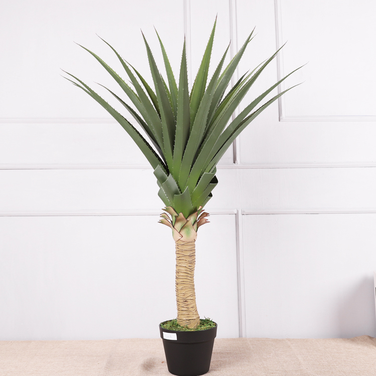 Ananas comosus#2110 cm