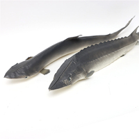 Ensemble de 3 modèles de poissons simulés en PU, design côtier, représentant un sturgeon chinois, un requin et un poisson à bouche incurvée, objets décoratifs