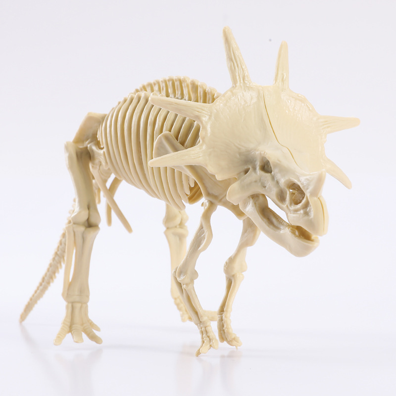 6 grandi scheletri di dinosauro