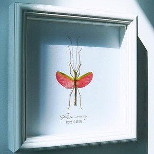 Bán buôn Bướm mẫu vật khung 3D sâu kính gỗ bóng hộp khung ảnh - Product Image 2