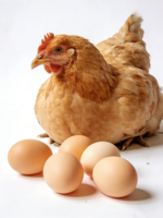 Additifs Alimentaires Prémélangés pour Volailles : Vitamines et Acides Aminés pour Poulets de Chair et Poules Pondeuses – Renforce l'Immunité (Approvisionnement Direct Usine)