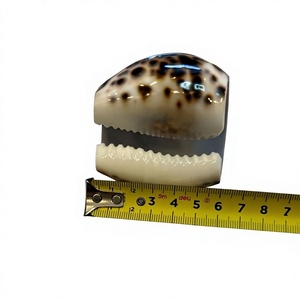 <b>Tiger</b> Cowrie Shell Napkin Ring Semi-Circle Hot Trend Tableware Decoration for Wedding Dining Party Eco-Friendly and Love Nature - Product Image 1