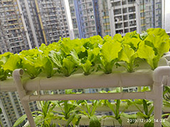 China Factory Aeroponic <span class=keywords><strong>Cloner</strong></span> 150/128/80 sito Hydroponic Clone Shell macchina per clonazione idroponica per piante - Product Image 4