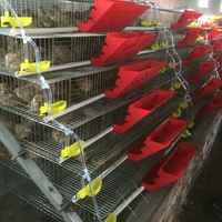 Cage d'élevage automatique de cailles de type H, 5 niveaux, pour 300 cailles, à vendre