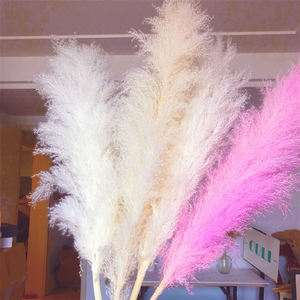 S-1175 100% Plantes Naturelles Vente <span class=keywords><strong>en</strong></span> Gros Fleurs Séchées <span class=keywords><strong>en</strong></span> <span class=keywords><strong>Vrac</strong></span> Herbe de la Pampa Rose Naturelle <span class=keywords><strong>pour</strong></span> Décoration de Mariage - Product Image 6