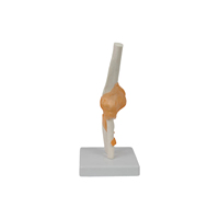Modelo de Enseñanza Médica DARHMMY, Modelo de Esqueleto de Material PVC, Articulación de Codo Funcional para Entrenamiento de Estudiantes