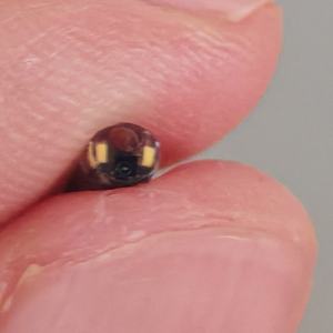 Disposable Medical Insertion Tubes Low-Cost Pyeloscope Bronchoscope Camera Modules 2.7mm OVM6946 5.4mm OV9734 1.2mm 2.2mm - Product Image 5