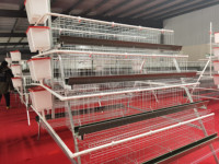 Cage de type A à 3 niveaux et 5000 couches, capacité 2 tonnes, avec système de douceur 15 °   La ceinture de collecte des œufs réduit les fissures à 0,5 % pour la qualité supérieure.