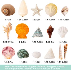 Zeeschelpen Gemengde Oceaanschelpen Set 15 Soorten 1,2'-2,7' Verschillende Maten Natuurlijke Zeeverschelpen ZeeSterren voor Strandthema Decoratie DIY Knutselen - Product Image 2