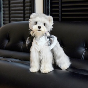 Camiseta Casual de Algodón Suave para Mascotas, Ropa sin Mangas para Perros, Vestido de Lino Ultrafino para Todas las Estaciones, para Maltese <span class=keywords><strong>Yorkshire</strong></span> - Product Image 2