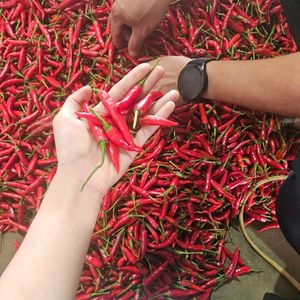Chili ojo de pájaro vietnamita fresco y crudo para alto nivel de calor para procesamiento y exportación de alimentos - Product Image 2