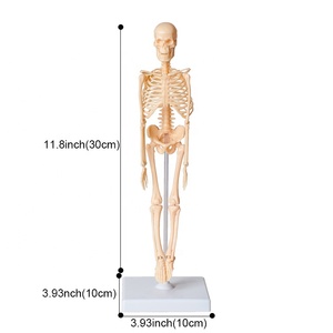 学校のレッスン組み立て人体構造スケルトンDiyサイエンスキットステムビルディング教育キット子供のためのおもちゃ - Product Image 5