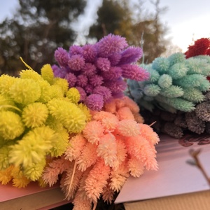 Venta al por Mayor de Hierba de Phalaris Seca Natural de Alta Calidad, Teñida con Colores, para Floristerí<span class=keywords><strong>a</strong></span>, Ramo de Hierba Seca, Decoración del Hogar, Bricolaje, Bodas, Navidad - Product Image 3