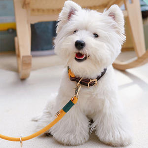 <span class=keywords><strong>Collar</strong></span> de perro de cuero genuino con correas de lujo, <span class=keywords><strong>Collar</strong></span> de nailon suave de perro, conjunto de <span class=keywords><strong>Collar</strong></span> y correa de perro de cuerda de nailon duradero con hebilla dorada - Product Image 5