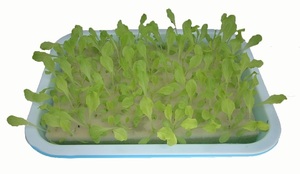 Soilless Culture Big Capacity Healthy Breathable <strong>Seed</strong> Sprouter Tray for Vegetables <strong>Wheatgrass</strong> <strong>Seeds</strong> - Product Image 2