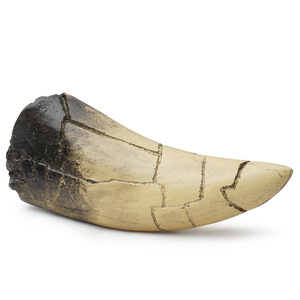 Figura Coleccionable <span class=keywords><strong>de</strong></span> Resina Realista Pintada a Mano, <span class=keywords><strong>Tigre</strong></span> con Dientes <span class=keywords><strong>de</strong></span> <span class=keywords><strong>Sable</strong></span> Retro Ecológico para SKE36 - Product Image 3