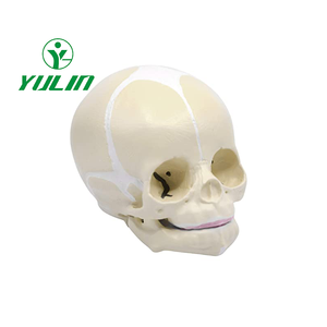 Modèle de crâne de bébé humain taille réelle science médicale modèle de crâne d'anatomie pour bébé outil d'affichage d'éducation d'apprentissage pour enfants - Product Image 2
