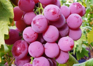 Fertilizante Orgánico Granulado Negro NPK 15-5-10 con Humus de Aminoácidos Controlados, Suministrado Directamente de Fábrica, Apto para Todos los Cultivos - Product Image 6