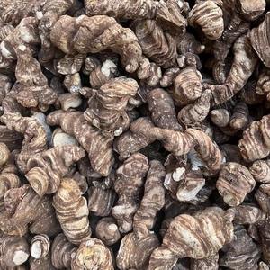 Poudre d'extrait pur de <span class=keywords><strong>Polyphylla</strong></span> de <span class=keywords><strong>Paris</strong></span>, qualité alimentaire, extraction par solvant, 10:1, 99%, 1kg, approvisionnement direct usine - Product Image 2