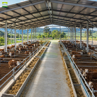 Structure en acier de qualité supérieure pour boucherie bovine de 5000 têtes, avec cadre galvanisé à chaud durable et aménagement d'allées optimisé