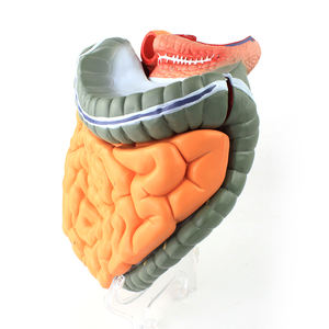 Modelo de Estructura del Intestino Delgado, Colon, Baqueta, Sistema Digestivo, Órgano Médico Humano, Modelo Anatómico para Enseñanza, PVC - Product Image 2