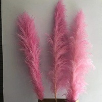 Graines de pampas rose vif, super grandes et longues, à plumes moelleuses, naturelles et séchées, pour mariage, fête des mères, remise de diplôme