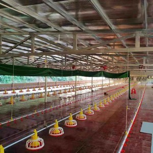 Système d'alimentation <span class=keywords><strong>automatique</strong></span> en cage pour les exploitations avicoles - Product Image 3