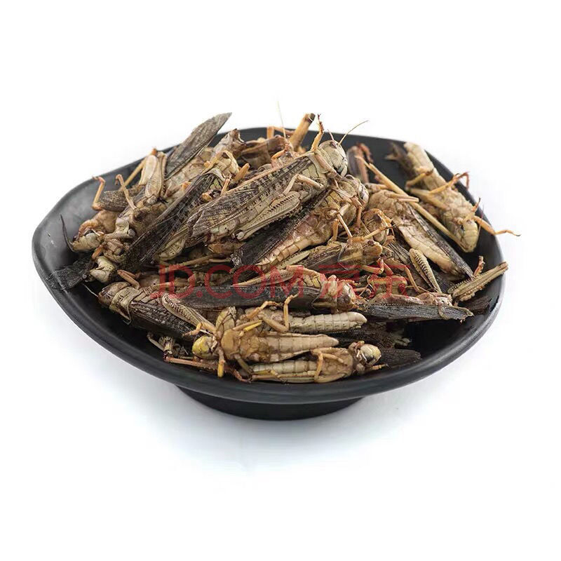 Биотехнологические продукты, корм для песчаных птиц