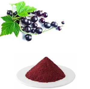 Factory Directly Provide Black Currant Powder Juice Powder Best Price for drinking