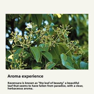 Olio Essenziale di Ravensara Puro Naturale Biologico Personalizzato Outlet di Fabbrica 1 Bottiglia per Ordine Massaggio Corpo Tutti i Tipi di Pelle - Product Image 3