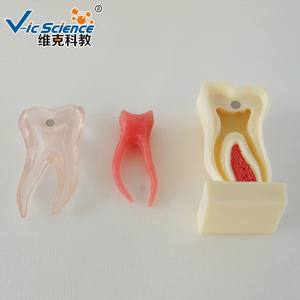 6 Keer Anatomisch Profielmodel Van Mandibulaire Kies Dat De Mandibulaire Kiezen In De Buurt Waren Geanatomiseerd - Product Image 3