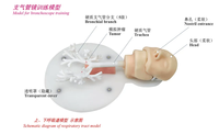 Modelo de Entrenamiento de Broncoscopio para Ciencias Médicas, Modelo de Bronquios para Enseñanza, Modelo de Ramificación Bronquial de Grado 6, Modelo de Entrenamiento Endoscópico