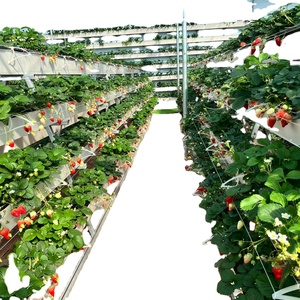 Gran oferta, invernadero agrícola, canalón de fresa, Canal hidropónico de PVC usado, canalón de plantación hidropónico para fresa - Product Image 3