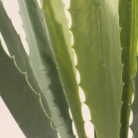 JWT4032 Fabricant de décoration saisonnière extérieure de mariage Plantes ornementales de haute qualité Bonsaï Agave Plantes de décoration de la maison