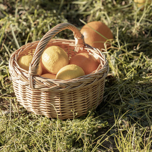 Mini panier rond en osier fait main pour la cueillette des fruits, pique-nique, style rustique - Product Image 3