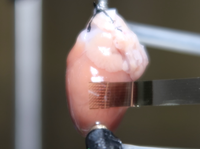 Sistem Pemetaan Elektrik untuk Akuisisi Sinyal Biologis Multikanal dan Penelitian Pemetaan Konduksi Jantung