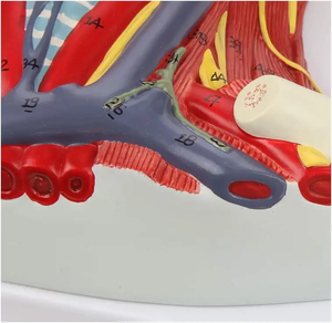 मानव गर्दन मध्य भाग संरचना शरीर संरचना मॉडल चिकित्सा विज्ञान गर्दन रक्त वाहिका और तंत्रिका शारीरिक मॉडल - Product Image 5