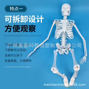 Modelo de esqueleto humano, 45 cm de largo, con articulaciones móviles, material didáctico y estructura de esqueleto. - Product Image 2