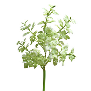 Plante Artificielle Yihua Floral Art, Fleur en Soie 39cm, Style Nordique, Décoration Maison et Hôtel, Feuilles Blanches et Vertes - Product Image 5