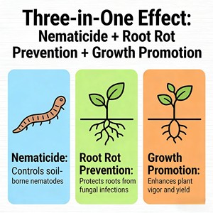 3-in-1ผงทำความสะอาดเชื้อแบคทีเรีย pureocillium lilacinum Penicillium bilaiae Bacillus subtilis <span class=keywords><strong>nematode</strong></span> ควบคุมการเจริญเติบโตส่งเสริม - Product Image 6