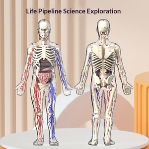 Modelo <span class=keywords><strong>de</strong></span> Anatomía del Esqueleto Humano para Educación Temprana MAC-CH19, Juguete Educativo <span class=keywords><strong>de</strong></span> Plástico MAXCARE <span class=keywords><strong>de</strong></span> Cuerpo Completo para Primaria y Secundaria - Product Image 4